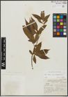 Foto von Salix alba subsp. alba L. x Salix babylonica L.